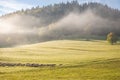 A herd of grazing sheep on a meadow Royalty Free Stock Photo