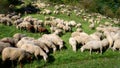 Herd of grazing sheep Royalty Free Stock Photo