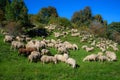 Herd of grazing sheep Royalty Free Stock Photo