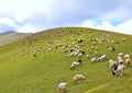 Herd of grazing sheeps Royalty Free Stock Photo