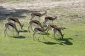 A herd of grazing springboks