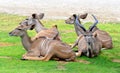 Herd of Greater Kudu Tragelaphus strepsiceros. Royalty Free Stock Photo