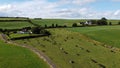 A herd on a green pasture in Ireland, top view. Organic Irish farm. Cattle grazing on a grass field, landscape. Animal husbandry. Royalty Free Stock Photo