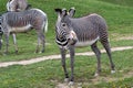 Herd of The Grevy`s zebra Equus grevyi grazing on green grass