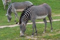 Herd of The Grevy`s zebra Equus grevyi grazing on green grass