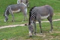 Herd of The Grevy`s zebra Equus grevyi grazing on green grass