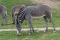 Herd of The Grevy`s zebra Equus grevyi grazing on green grass Royalty Free Stock Photo
