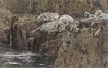 Herd of grey seals basking on some rocks Royalty Free Stock Photo