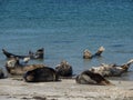 Herd of grey seals lying at the sandy beach in the daylight