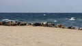 Colony of grey seals at Great Point, Nantucket National Wildlife Refuge, Nantucket, Massachusetts Royalty Free Stock Photo