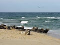 Grey seals at Great Point, Nantucket National Wildlife Refuge, Nantucket, Massachusetts