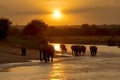 A herd group of a family of African elephants on the Savanah prairie at sunset. AI generated. Royalty Free Stock Photo