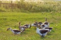 Herd of guinea gooses is grazed on a green meadow