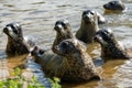 Herd of Harbor seals swimming in the pond water