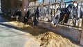 Herd of healthy dairy cows feeding in row of stables in feedlot barn on farm Royalty Free Stock Photo