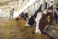 Herd of healthy dairy cows feeding in row of stables in feedlot barn on livestock farm Royalty Free Stock Photo