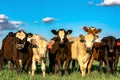 Herd of heifers with blue sky Royalty Free Stock Photo
