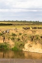 Herd of herbivores on the hige precipice. Africa Royalty Free Stock Photo