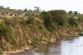 Herd of herbivores on the steep bank of the Mara river. Kenya, Africa Royalty Free Stock Photo