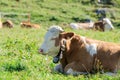 Herd of Hereford breed cows lying on sunshine Alpine pastureland