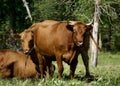 A Herd of Herefords Watches Carefully Royalty Free Stock Photo