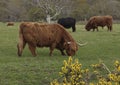 Herd of Highland Cattle grazing in a field Royalty Free Stock Photo