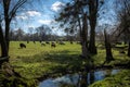 A herd of highland cattle in a green grazing field. Royalty Free Stock Photo