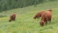 Herd of Highland cattle, an old Scottish breed of cattle, characterized by long horns and a shaggy coat, grazing in Alps