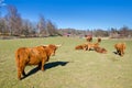 Herd of highland cattle Royalty Free Stock Photo