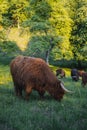 Bunch of Highland cattle (Bison) eating at the river bank in Sweden Royalty Free Stock Photo