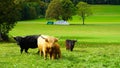 Herd of highland cows grazing on the pasture in Switzerland Royalty Free Stock Photo