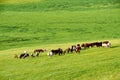 The herd on the hillside of grassland sunset Royalty Free Stock Photo