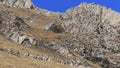 Herd of Himalayan Blue Sheep, Bharal or Naur Pseudois nayaur on a mountain range, SiChuan, in a Tibetan Area, China Royalty Free Stock Photo