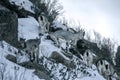 Herd of Himalayan Blue Sheep Pseudois nayaur also known as Bharal