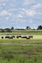 Herd of Hippopotamus Grazing near Chobe River, Botswana