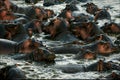 The herd of hippopotamuses bathes. Royalty Free Stock Photo