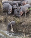 Herd of Hippos crashing into the river from land