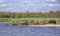 Herd of hippos of different ages and genders is resting and digesting food on sandy island