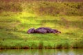 herd of hippos resting on the grass near a lake in the Arusha