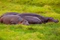 herd of hippos resting on the grass near a lake in the Arusha