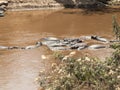 Herd of hippos resting in the water of the White Nile in the Masai Mara National Park