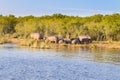 Herd of hippos sleeping, Isimangaliso Wetland Park, South Africa Royalty Free Stock Photo