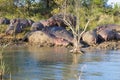 Herd of hippos sleeping, Isimangaliso Wetland Park, South Africa Royalty Free Stock Photo
