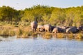 Herd of hippos sleeping, Isimangaliso Wetland Park, South Africa Royalty Free Stock Photo