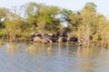 Herd of hippos sleeping, Isimangaliso Wetland Park, South Africa Royalty Free Stock Photo