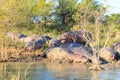 Herd of hippos sleeping, Isimangaliso Wetland Park, South Africa Royalty Free Stock Photo