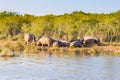 Herd of hippos sleeping, Isimangaliso Wetland Park, South Africa Royalty Free Stock Photo