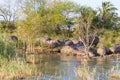 Herd of hippos sleeping, Isimangaliso Wetland Park, South Africa Royalty Free Stock Photo