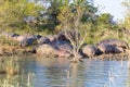 Herd of hippos sleeping, Isimangaliso Wetland Park, South Africa Royalty Free Stock Photo