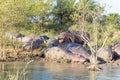 Herd of hippos sleeping, Isimangaliso Wetland Park, South Africa Royalty Free Stock Photo